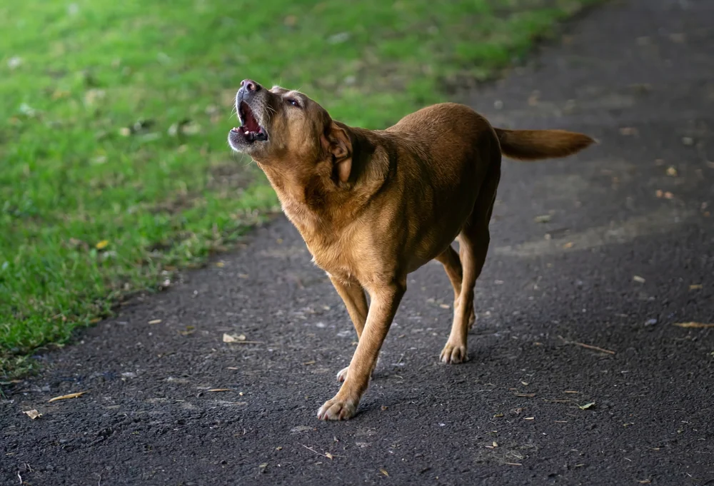 cachorro uivando