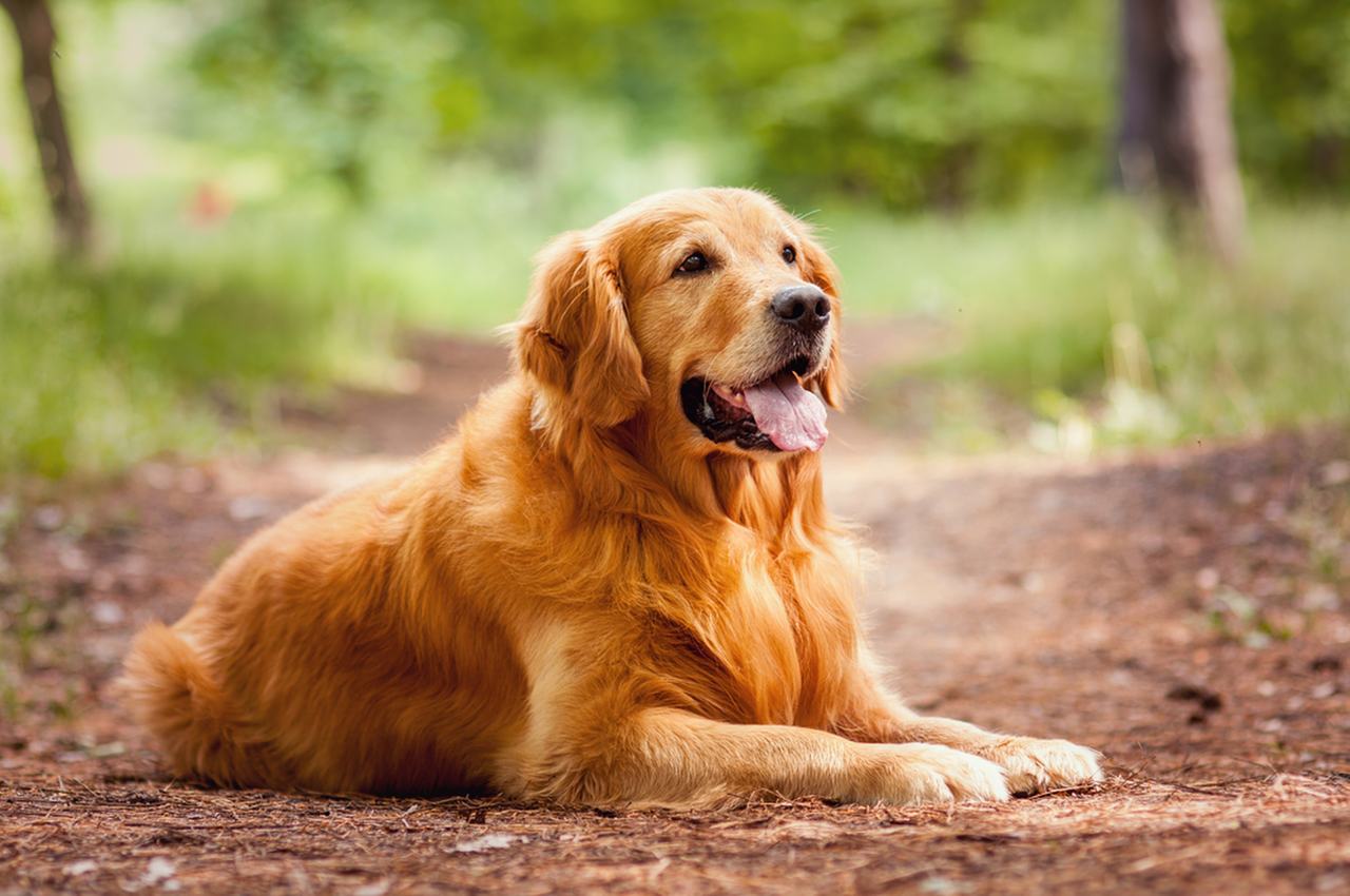 guia de raça - Golden Retriever